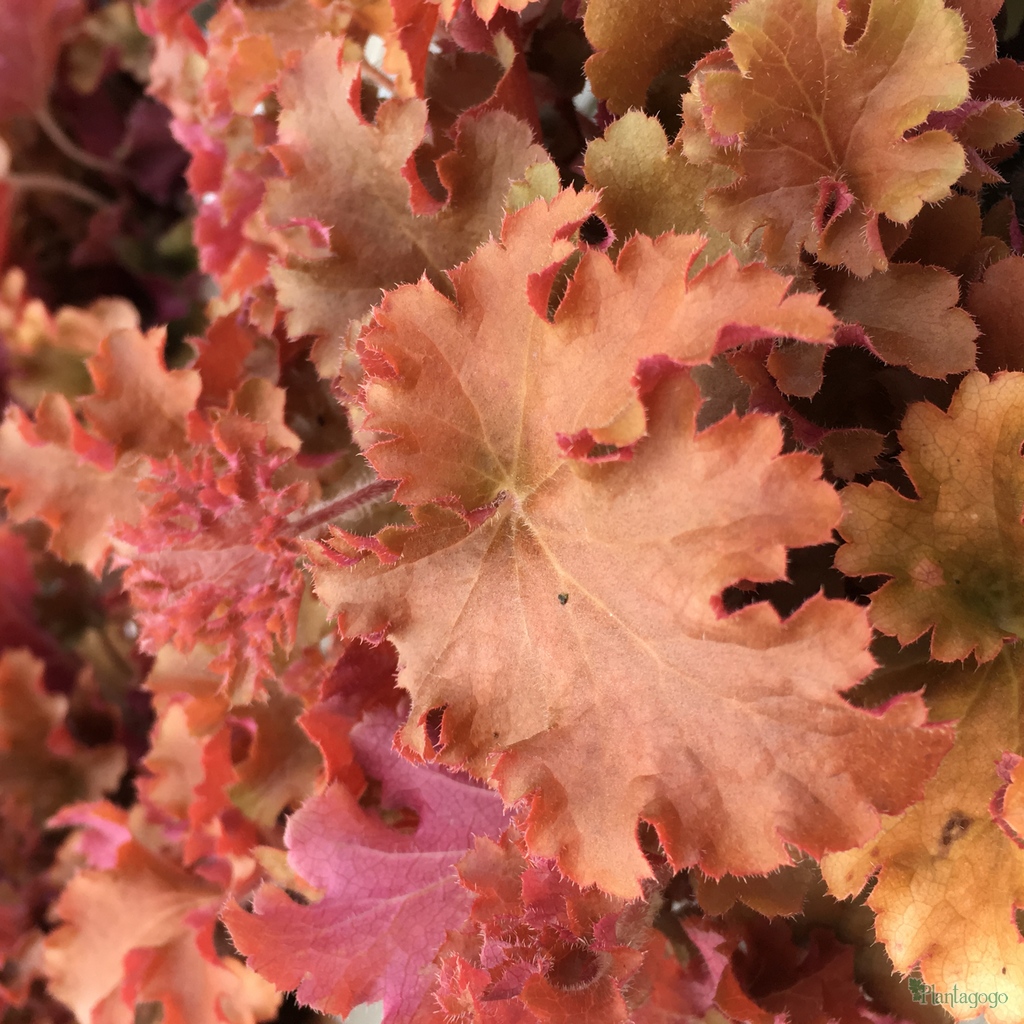 Heuchera 'Orangeberry'